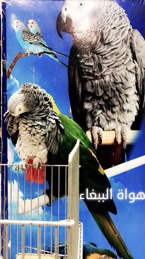 هواة الببغاء 