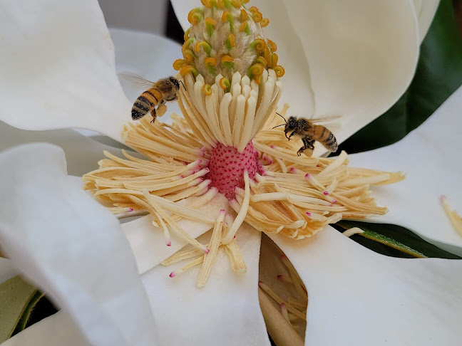 Градински център Дъбника