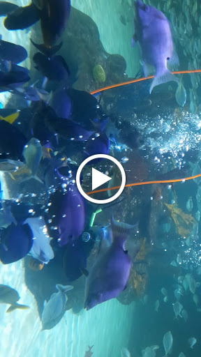 Aquarium «Florida Keys Aquarium Encounters», reviews and photos, 11710 Overseas Hwy, Marathon, FL 33050, USA