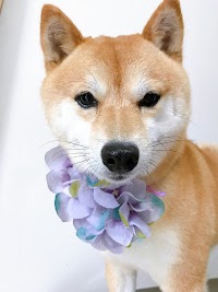 ペットサロンゆきなな