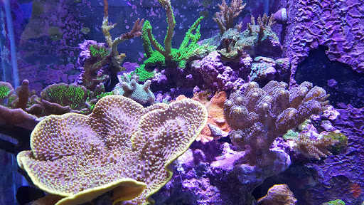 Pet Store «Ark Pet Shop», reviews and photos, 2400 W Lincoln Hwy, Merrillville, IN 46410, USA