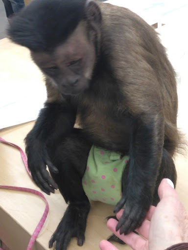 Computer Store «Apple Biltmore», reviews and photos, 2502 E Camelback Rd, Phoenix, AZ 85016, USA