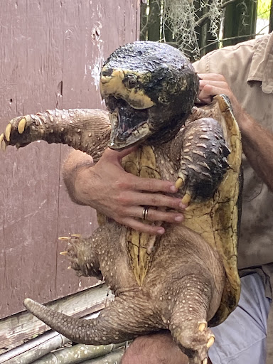 Zoo «Croc Encounters», reviews and photos, 8703 Bowles Rd, Tampa, FL 33637, USA