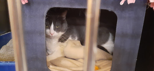 Pet Supply Store «PetSmart», reviews and photos, 2677 E Main St, Plainfield, IN 46168, USA