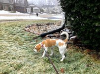 Wags2Whiskers Pet Services LLC - Photo 4 - Car repair in Lake Zurich, IL, Round Lake Beach