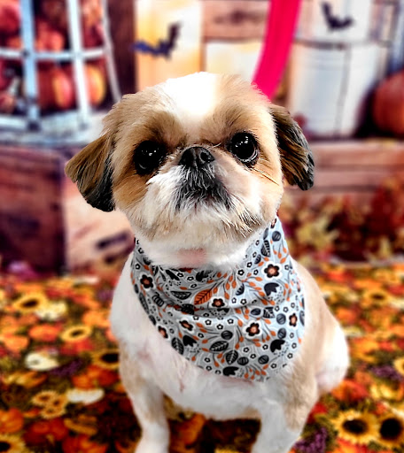 Tiny Paws Small Pet Grooming & Boarding