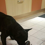 Photo n° 1 de l'avis de Bernard.L fait le 23/08/2019 à 12:49 pour Clinique Vétérinaire du Dr Foucon-Ledogard à Taverny