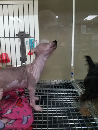 Pet Store «Petland», reviews and photos, 2123 Old Hudson Rd, St Paul, MN 55119, USA