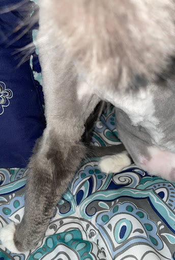 Pet Supply Store «Petco Animal Supplies», reviews and photos, 10 Sylvan St, Peabody, MA 01960, USA