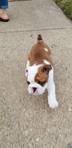 Pet Supply Store «Pet Supplies Plus», reviews and photos, 1031 Northwest Hwy, Garland, TX 75041, USA