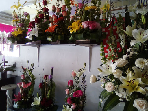 Los tulipanes – Ciudad Hidalgo