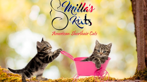 Milla's Kats