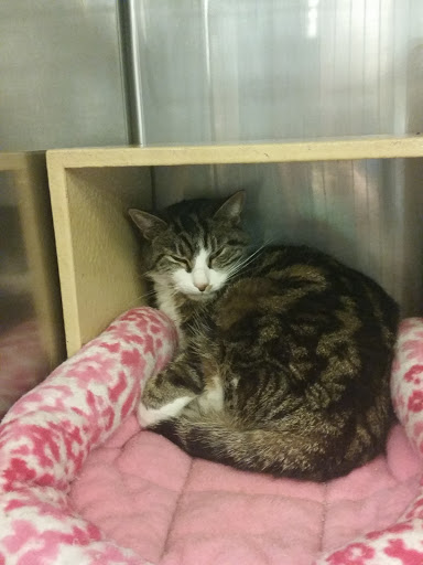 Pet Supply Store «PetSmart», reviews and photos, 976 IL-59, Aurora, IL 60504, USA