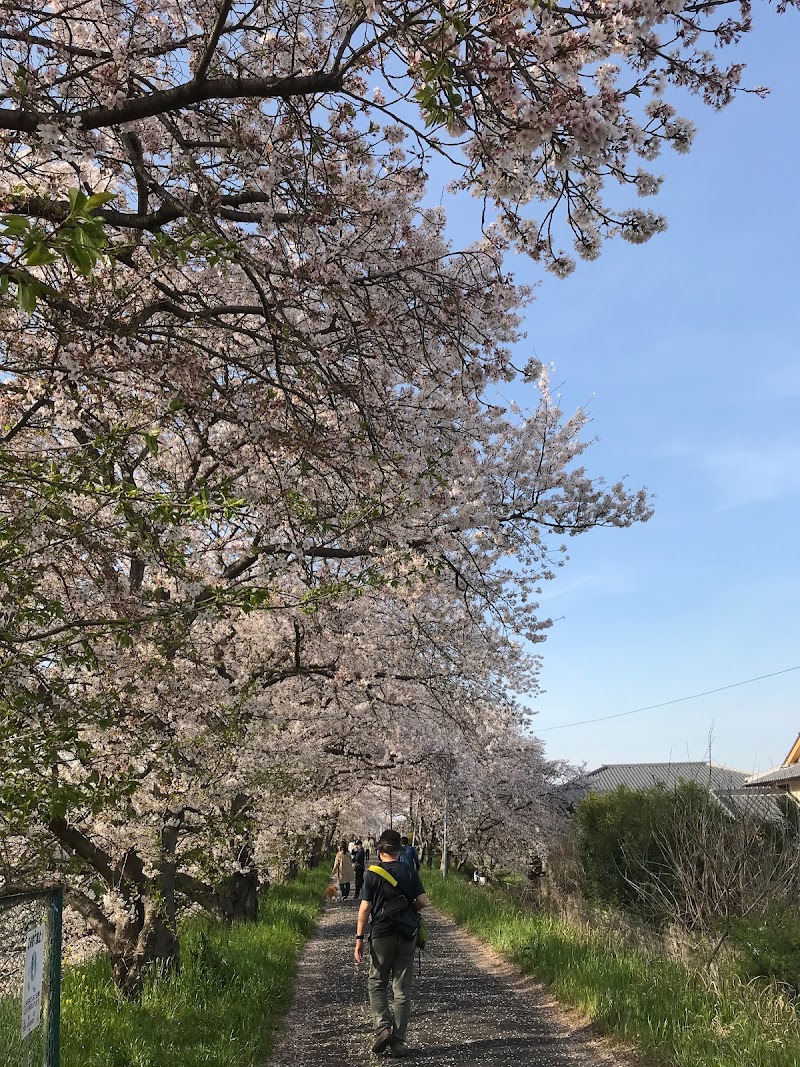 箸尾の桜並木