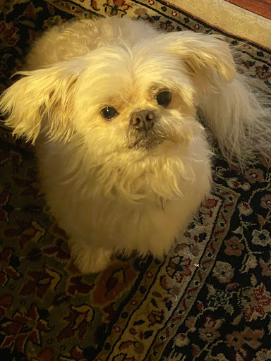 Pet Supply Store «PetSmart», reviews and photos, 5857 NJ-42, Turnersville, NJ 08012, USA