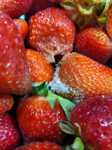 Grocery Store «Tom Thumb», reviews and photos, 633 W Wheatland Rd, Duncanville, TX 75116, USA