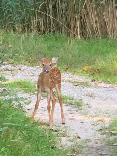 Golf Course «Gunpowder Golf Course», reviews and photos, 14300 Old Gunpowder Rd, Laurel, MD 20707, USA
