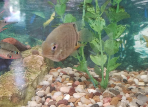 Tropical Fish Store «Two Turtles Pet Center», reviews and photos, 760 W Market St, Akron, OH 44303, USA