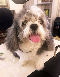 Renata Pet Stylist - Photo 3 - Car repair in Long Island City, NY, Queens