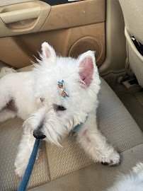 Tails by the Sea Pet Grooming & Boutique - Photo 6 - Car repair in Lauderdale-By-The-Sea, FL, Fort Lauderdale