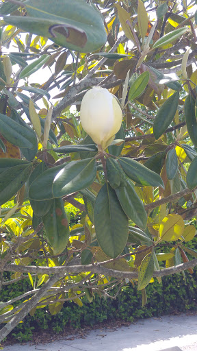 Park «Dr. P. Phillips Community Park», reviews and photos, 8249 Buenavista Woods Blvd, Orlando, FL 32836, USA