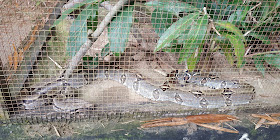 Serpentario Animals Paradise