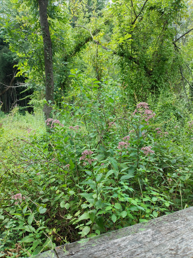 Coffee Shop «Moth coffeehouse», reviews and photos, 42 S Main St, Allentown, NJ 08501, USA