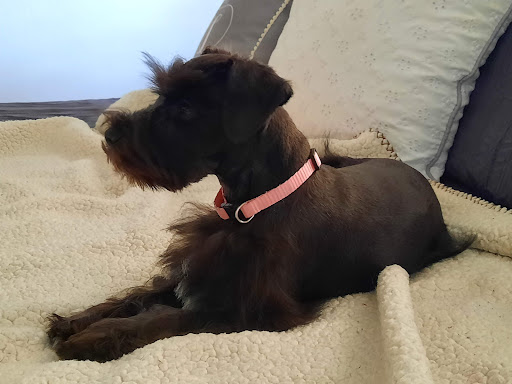 Pet Supply Store «Petco Animal Supplies», reviews and photos, 3452 W Chandler Blvd, Chandler, AZ 85226, USA