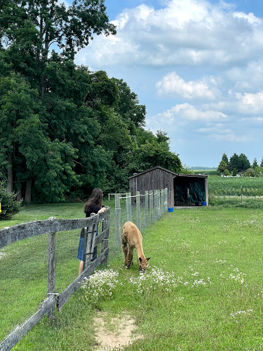 Farm «Painted Sky Alpaca Farm & Fiber Mill», reviews and photos, 95 Knight House Ln, Earleville, MD 21919, USA