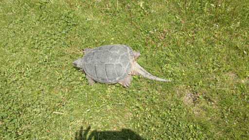 Dog Park «Carol Stream Bark Park», reviews and photos, 280 Kuhn Rd, Carol Stream, IL 60188, USA