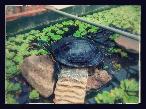 Florist «Hill Haven Farm & Greenhouse & Florist», reviews and photos, 7842 Center Rd, Valley City, OH 44280, USA