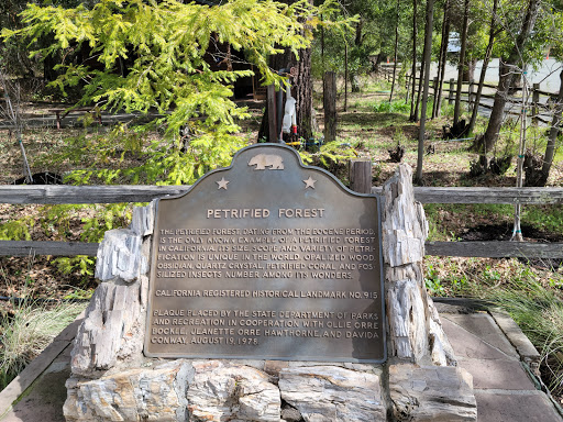 National Forest «Petrified Forest», reviews and photos