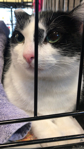 Pet Supply Store «PetSmart», reviews and photos, 12971 Fair Lakes Pkwy, Fairfax, VA 22033, USA