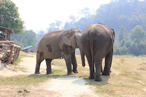 Into the Wild Elephant Camp image