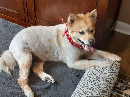 Ruff Country Dog Resort LLC - Tipton