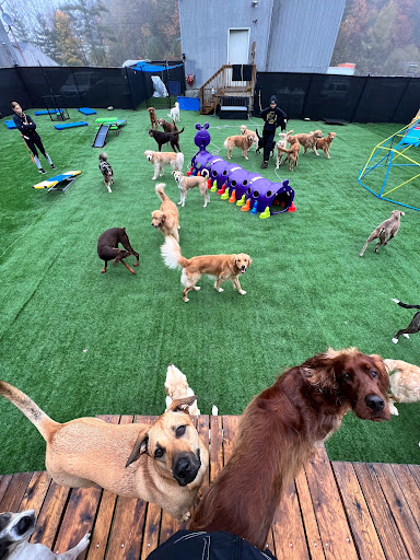 A1K9 Academy