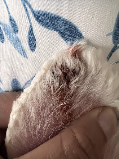 Pet Supply Store «PetSmart», reviews and photos, 7574 Voice of America Centre Dr, West Chester Township, OH 45069, USA