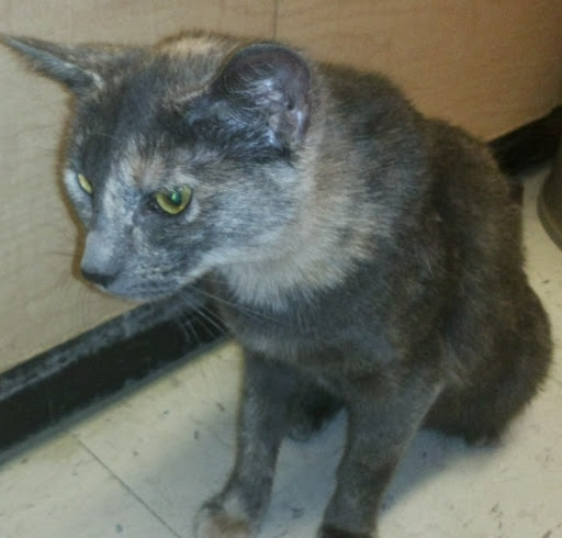 Pet Supply Store «PetSmart», reviews and photos, 2360 W Oregon Ave, Philadelphia, PA 19145, USA