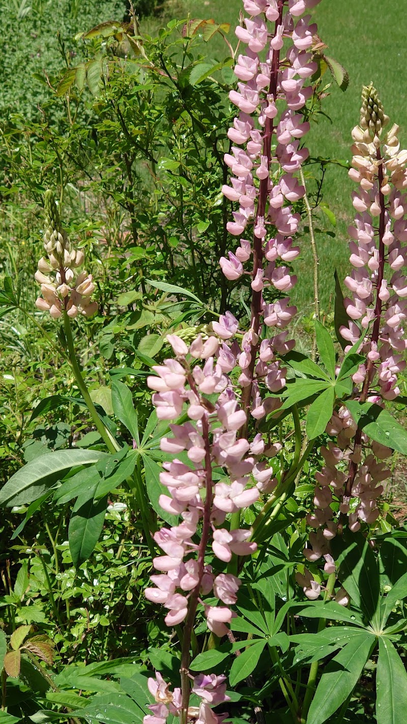 蓼科高原 バラクラ イングリッシュ ガーデン 長野県茅野市北山栗平 庭園 公園 グルコミ