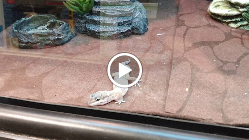 Pet Supply Store «PetSmart», reviews and photos, 10401 US-441, Leesburg, FL 34788, USA