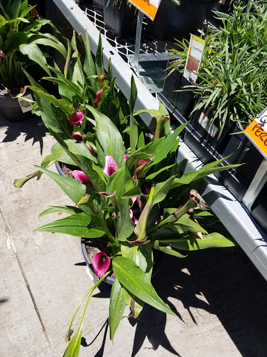 Home Improvement Store «The Home Depot», reviews and photos, 801 N Dupont Hwy, Dover, DE 19901, USA