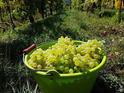 Vignobles André Hartmann à Vœgtlinshoffen