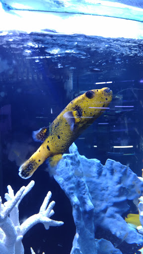 Pet Store «Total Aquariums», reviews and photos, 325 Sunrise Hwy, Lynbrook, NY 11563, USA