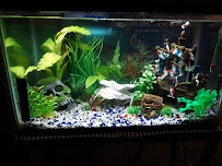 Alex's Advanced Aquatics - Photo 7 - Car repair in Enfield, CT, Springfield