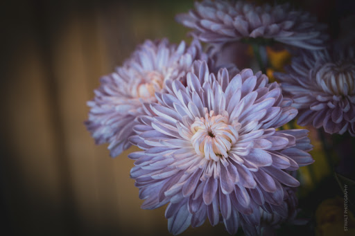 Florist «Russ Gaffney Florist», reviews and photos, 160 S Pine St, Spartanburg, SC 29302, USA