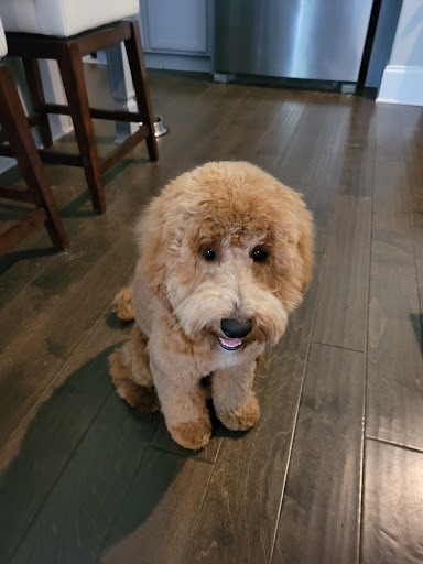 Pet Supply Store «PetSmart», reviews and photos, 1791 Oconee Connector Suite 130, Athens, GA 30606, USA