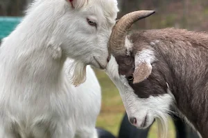 Frederick Farm Goat Rescue and Sanctuary image