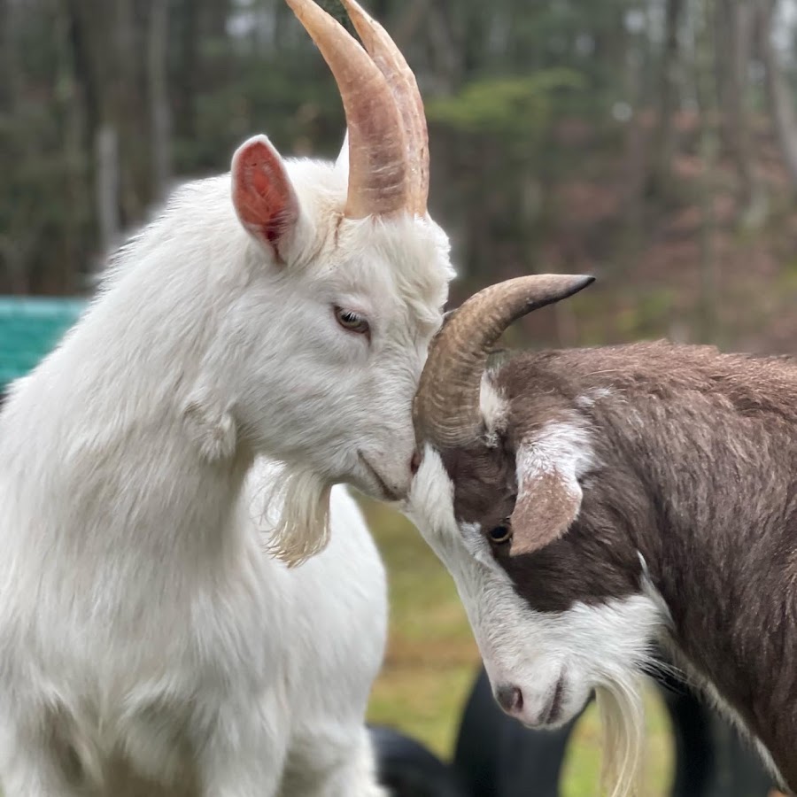 Frederick Farm Goat Rescue and Sanctuary