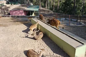 Mrig Vihar Zoo (Baldhauti) image