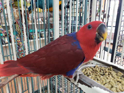 Pet Store «Louis Birds Pets & Supplies», reviews and photos, 80 Keyes St, San Jose, CA 95122, USA